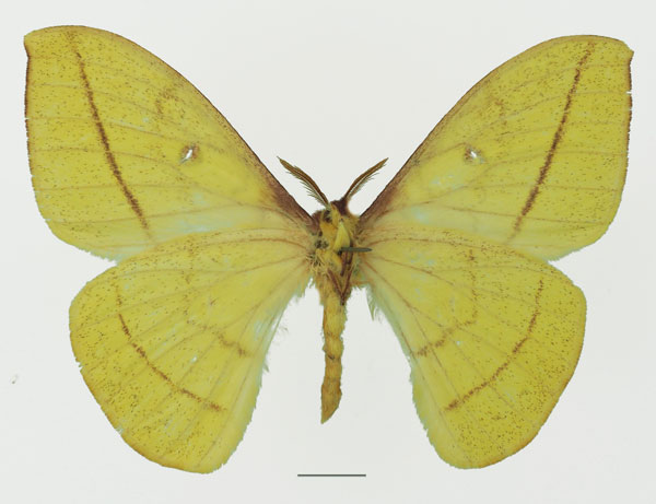 /filer/webapps/moths/media/images/H/hecqui_Tagoropsis_AM_Basquinb.jpg