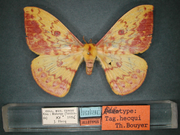 /filer/webapps/moths/media/images/H/hecqui_Tagoropsis_AT_RMCA_01.jpg