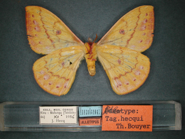 /filer/webapps/moths/media/images/H/hecqui_Tagoropsis_AT_RMCA_02.jpg