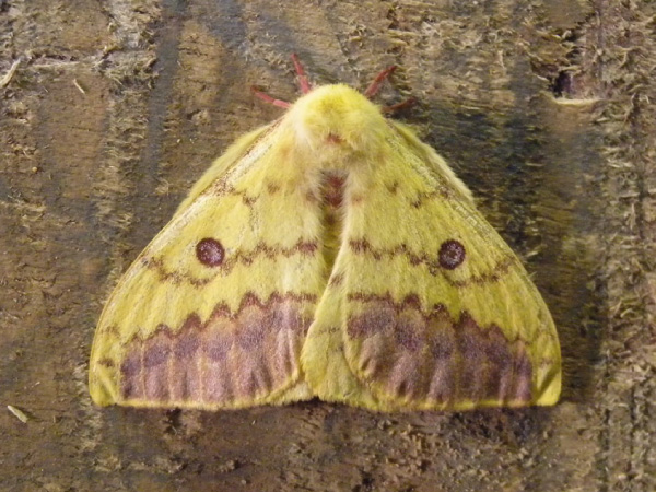 /filer/webapps/moths/media/images/H/hecqui_Tagoropsis_A_Voaden.jpg