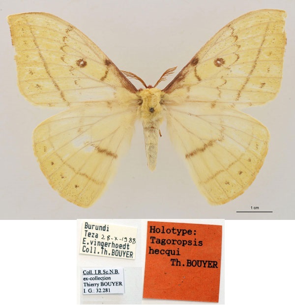 /filer/webapps/moths/media/images/H/hecqui_Tagoropsis_HT_RBINS_01.jpg