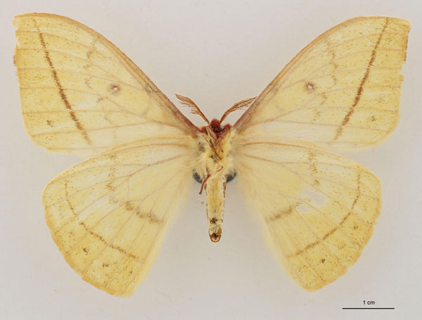 /filer/webapps/moths/media/images/H/hecqui_Tagoropsis_HT_RBINS_02.jpg