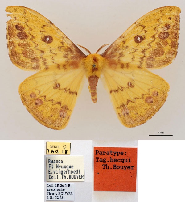/filer/webapps/moths/media/images/H/hecqui_Tagoropsis_PT_RBINS_01.jpg