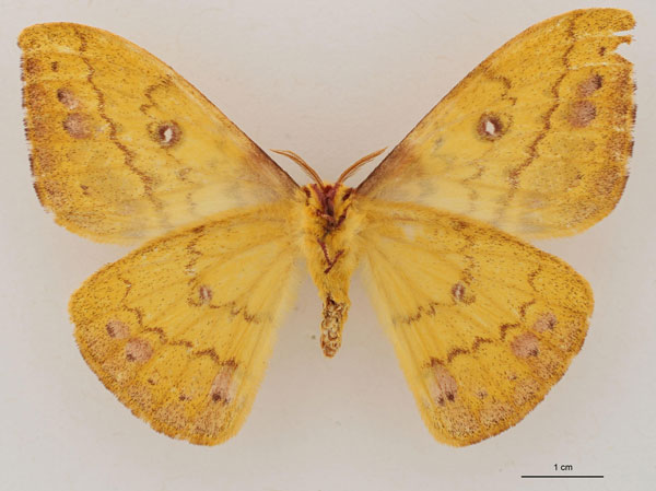 /filer/webapps/moths/media/images/H/hecqui_Tagoropsis_PT_RBINS_02.jpg