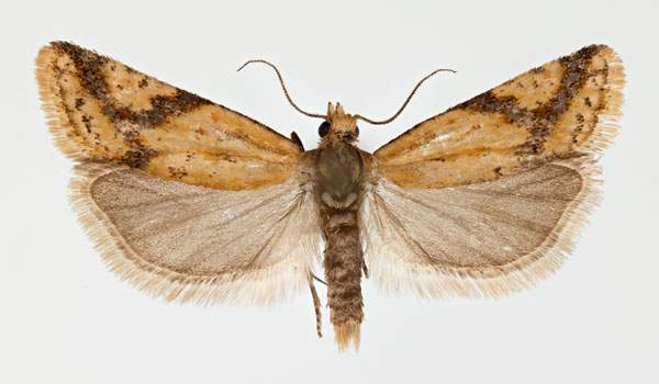 /filer/webapps/moths/media/images/H/hectaea_Hectaphelia_AM_ZMHB.jpg