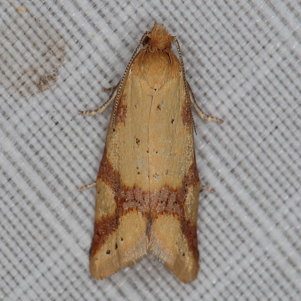 /filer/webapps/moths/media/images/H/hectaea_Hectaphelia_A_Heyns_01.JPG
