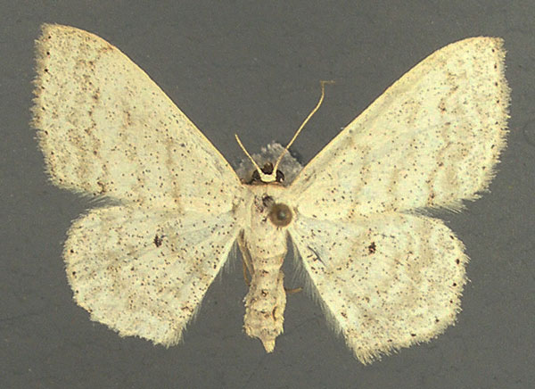/filer/webapps/moths/media/images/H/hectata_Scopula_AF_TMSA_02.jpg