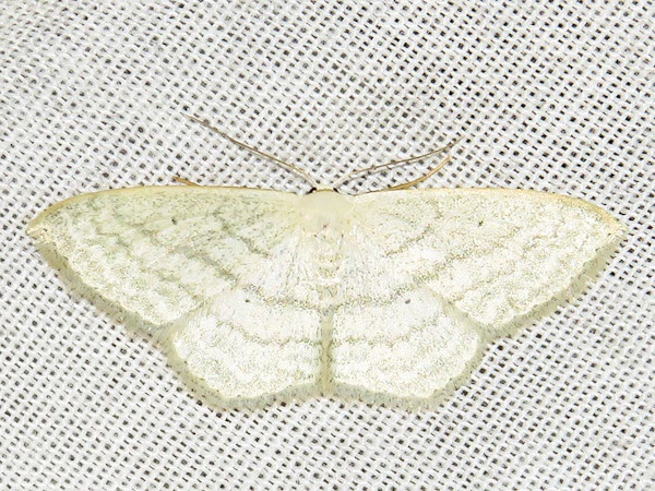 /filer/webapps/moths/media/images/H/hectata_Scopula_A_Braun.jpg