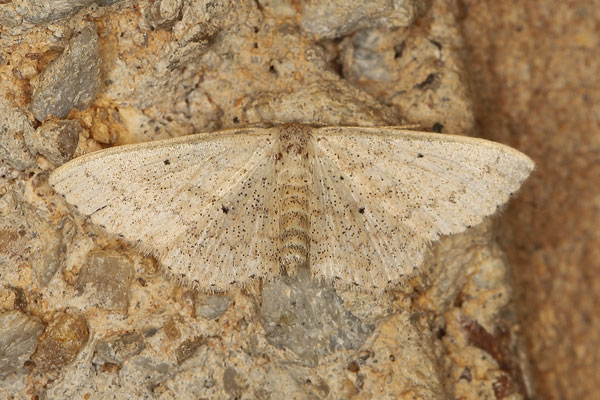 /filer/webapps/moths/media/images/H/hectata_Scopula_A_Heyns.jpg
