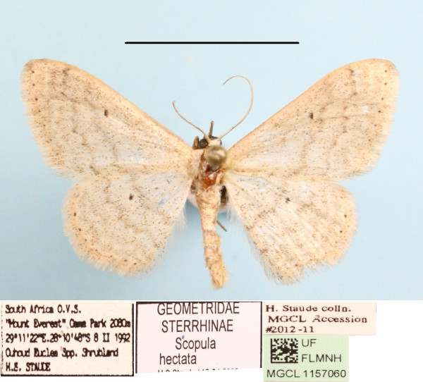 /filer/webapps/moths/media/images/H/hectata_Scopula_A_MGCLa_01.jpg
