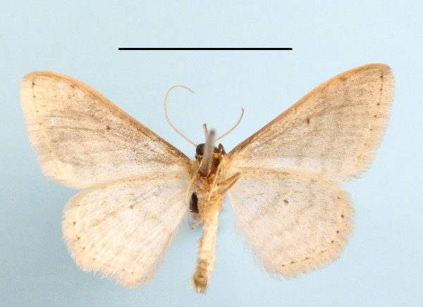 /filer/webapps/moths/media/images/H/hectata_Scopula_A_MGCLb_01.jpg