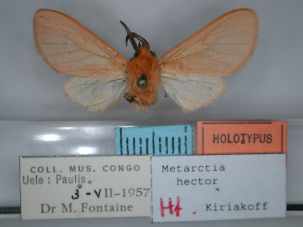 /filer/webapps/moths/media/images/H/hector_Metarctia_HT_RMCA_01.jpg