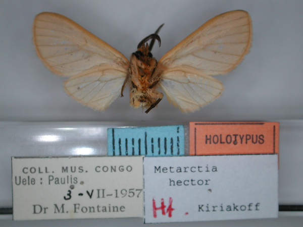 /filer/webapps/moths/media/images/H/hector_Metarctia_HT_RMCA_02.jpg