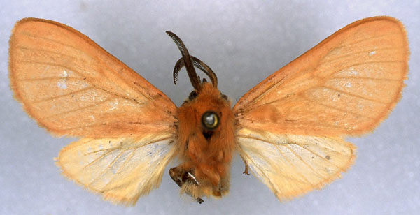 /filer/webapps/moths/media/images/H/hector_Metarctia_HT_RMCA_03.jpg