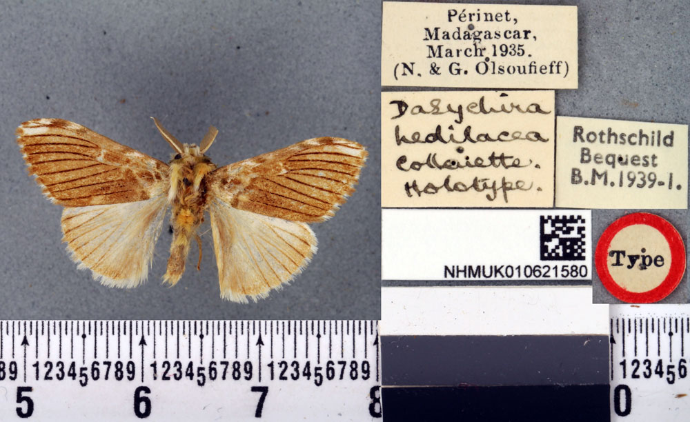 /filer/webapps/moths/media/images/H/hedilacea_Dasychira_HT_BMNHa.jpg