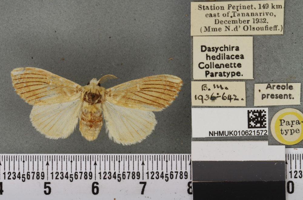 /filer/webapps/moths/media/images/H/hedilacea_Dasychira_PTF_BMNHa.jpg