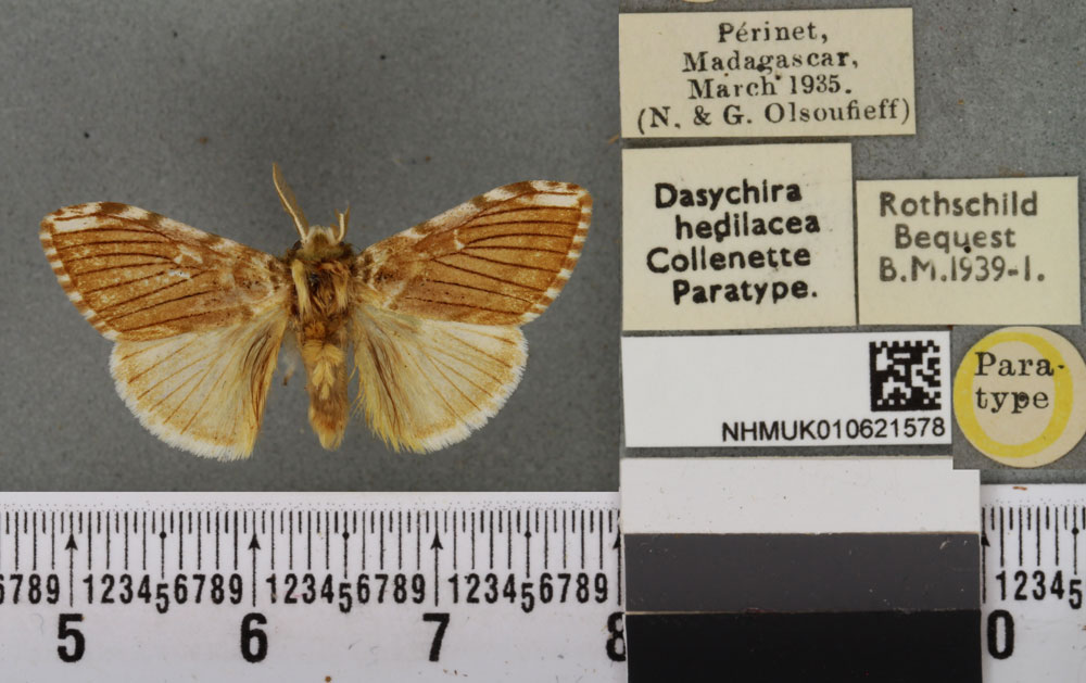 /filer/webapps/moths/media/images/H/hedilacea_Dasychira_PTM_BMNHa.jpg