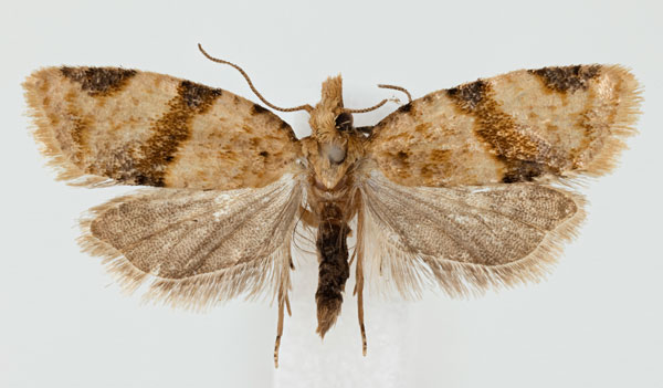 /filer/webapps/moths/media/images/H/hedrastis_Clepsis_AM_NHMO.jpg