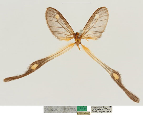 /filer/webapps/moths/media/images/H/hedydipna_Semioptila_HT_RBINS.jpg