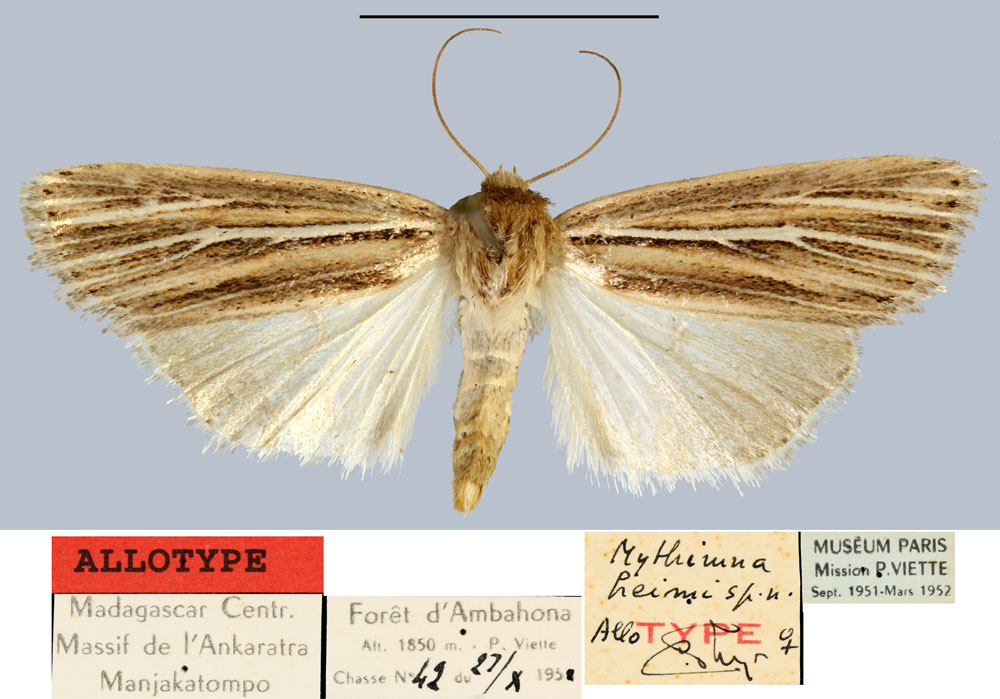 /filer/webapps/moths/media/images/H/heimi_Mythimna_AT_MNHN.jpg