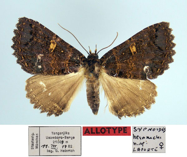 /filer/webapps/moths/media/images/H/heinrichi_Hypersypnoides_AT_ZSM.jpg