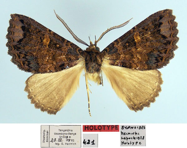/filer/webapps/moths/media/images/H/heinrichi_Hypersypnoides_HT_ZSM.jpg