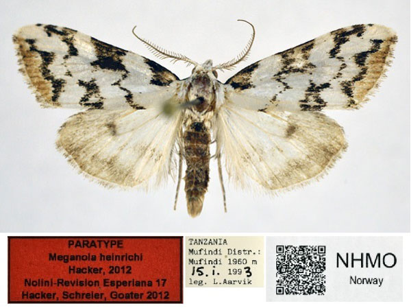 /filer/webapps/moths/media/images/H/heinrichi_Meganola_PT_NHMO_02.jpg