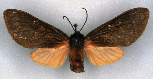 /filer/webapps/moths/media/images/H/heinrichi_Metarctia_AT_ZSM_01.jpg