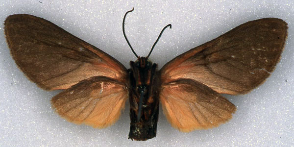 /filer/webapps/moths/media/images/H/heinrichi_Metarctia_AT_ZSM_02.jpg