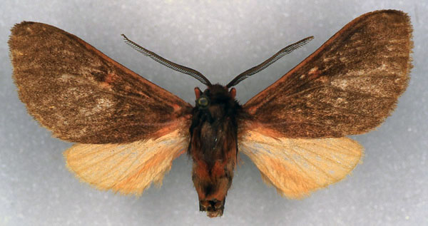 /filer/webapps/moths/media/images/H/heinrichi_Metarctia_HT_ZSM_01.jpg