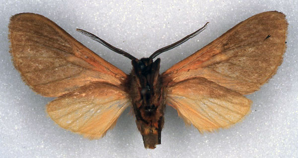 /filer/webapps/moths/media/images/H/heinrichi_Metarctia_HT_ZSM_02.jpg