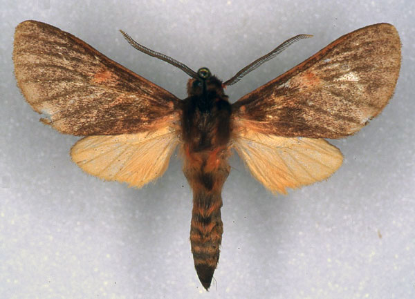 /filer/webapps/moths/media/images/H/heinrichi_Metarctia_PT_ZSM_01.jpg