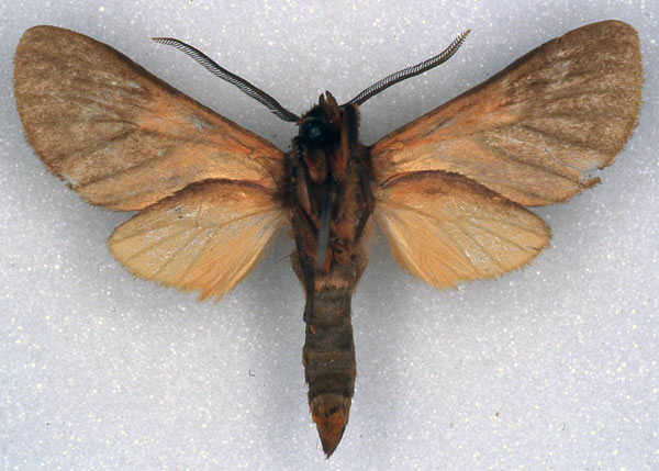 /filer/webapps/moths/media/images/H/heinrichi_Metarctia_PT_ZSM_02.jpg