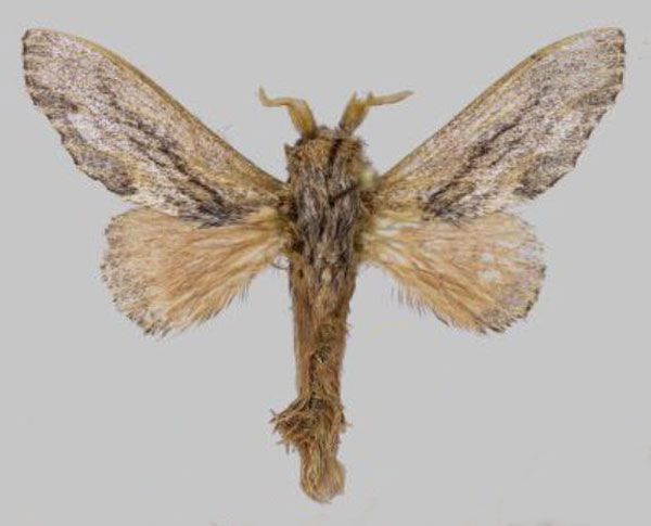 /filer/webapps/moths/media/images/H/hela_Vavizola_HT_ZSM.jpg