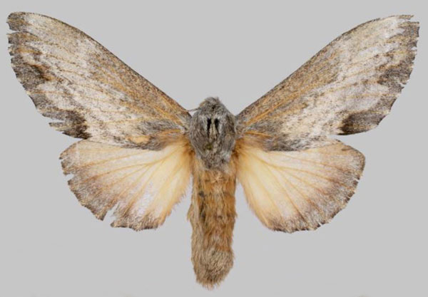/filer/webapps/moths/media/images/H/hela_Vavizola_PTF_Muller.jpg