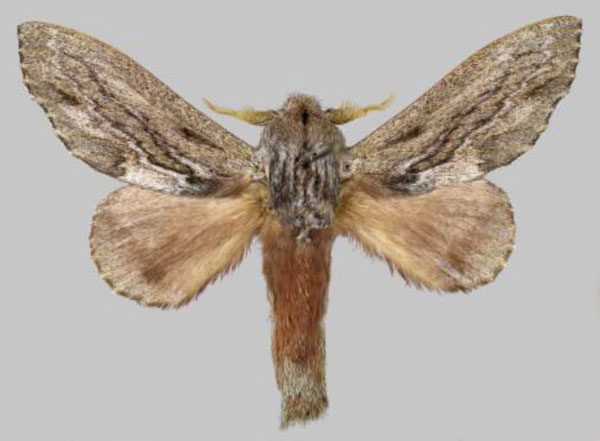 /filer/webapps/moths/media/images/H/hela_Vavizola_PTM_Muller.jpg
