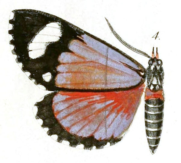 /filer/webapps/moths/media/images/H/helcitoides_Phaegorista_HT_Dewitz_2-4.jpg