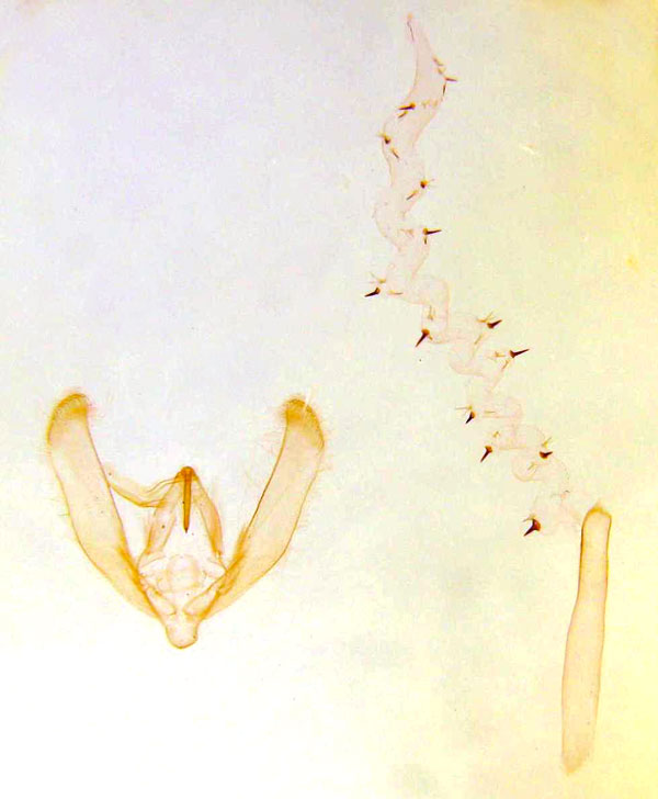 /filer/webapps/moths/media/images/H/helenae_Helicoverpa_GM_CNC.jpg