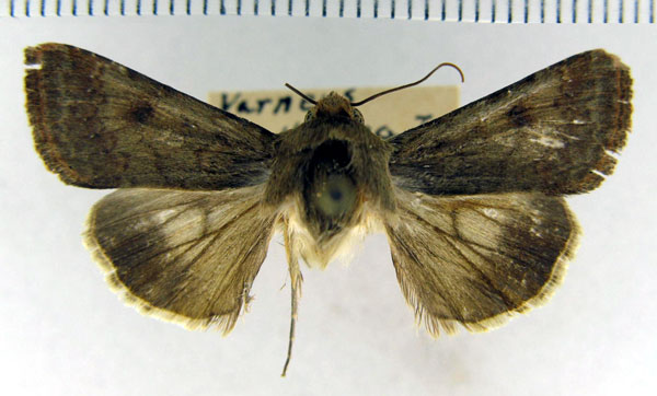 /filer/webapps/moths/media/images/H/helenae_Helicoverpa_HT_CNC.jpg