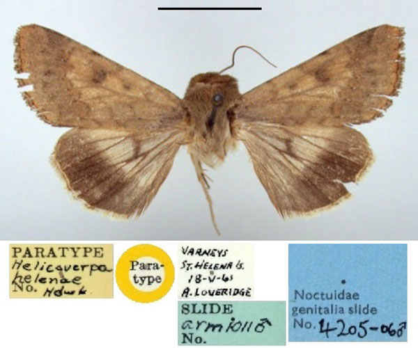 /filer/webapps/moths/media/images/H/helenae_Helicoverpa_PT_BMNH.jpg