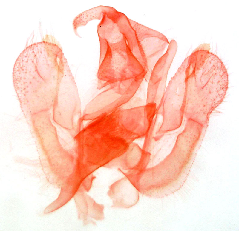 /filer/webapps/moths/media/images/H/helenae_Hypena_GMPT_Berio-4327.jpg