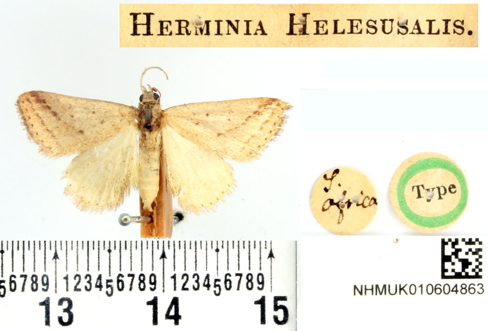 /filer/webapps/moths/media/images/H/helesusalis_Herminia_HT_BMNH.jpg