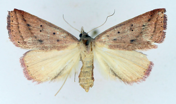/filer/webapps/moths/media/images/H/helesusalis_Phytometra_AF_TMSA.jpg