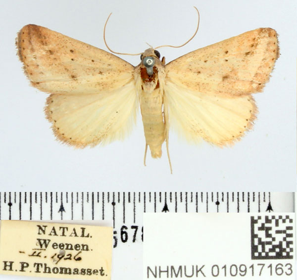 /filer/webapps/moths/media/images/H/helesusalis_Phytometra_AM_BMNH.jpg