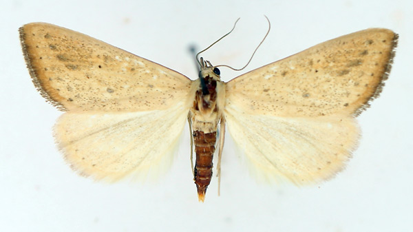 /filer/webapps/moths/media/images/H/helesusalis_Phytometra_AM_TMSA_02.jpg
