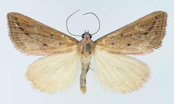 /filer/webapps/moths/media/images/H/helesusalis_Phytometra_AM_TMSA_03.jpg