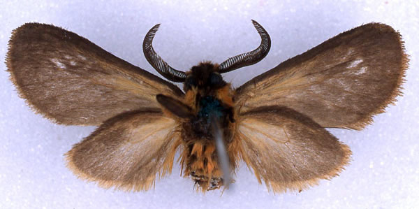 /filer/webapps/moths/media/images/H/helga_Metarctia_HT_BMNH_02.jpg