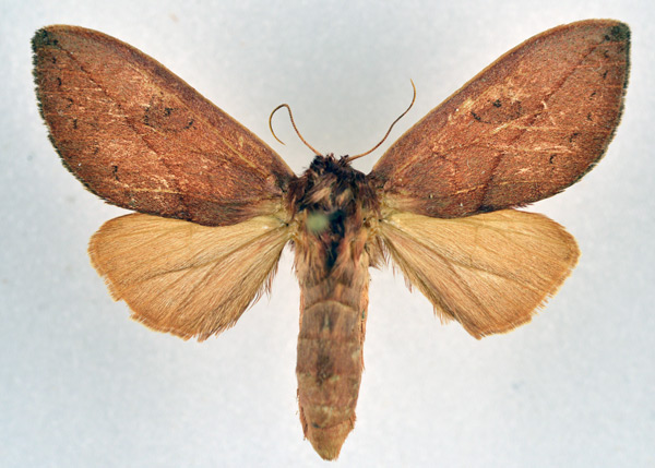 /filer/webapps/moths/media/images/H/helgae_Synete_AF_NHMO.jpg