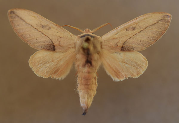 /filer/webapps/moths/media/images/H/helgae_Synete_AM_Butler_01.jpg