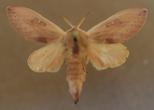 /filer/webapps/moths/media/images/H/helgae_Synete_AM_Butler_02.jpg
